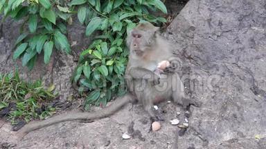 猴子吃偷来的煮鸡蛋。 野猴子坐在路上吃煮蛋